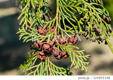 日本の森林のヒバの実 日本の森林のヒバの実 124955186