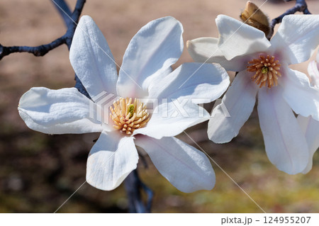 春の公園で美しく咲くコブシの花のクローズアップ 春の公園で美しく咲くコブシの花のクローズアップ 124955207