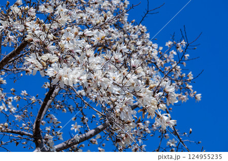 青空に映える美しいコブシの花 124955235