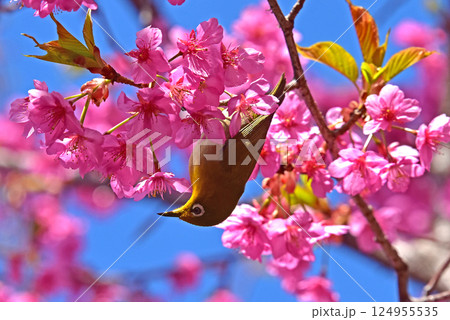 桜ジロー 春の花 河津桜 桜ジロー 春の花 河津桜 124955535