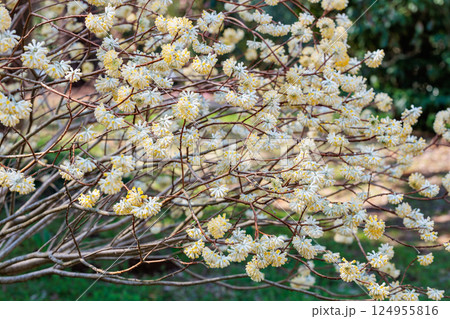 春の森に美しく咲く白系のミツマタの花 春の森に美しく咲く白系のミツマタの花 124955816