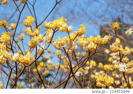 春の森に美しく咲く黄色系のミツマタの花 春の森に美しく咲く黄色系のミツマタの花 124955846