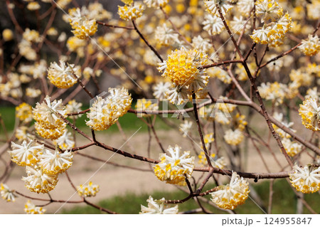 春の森に美しく咲く黄色系のミツマタの花 春の森に美しく咲く黄色系のミツマタの花 124955847