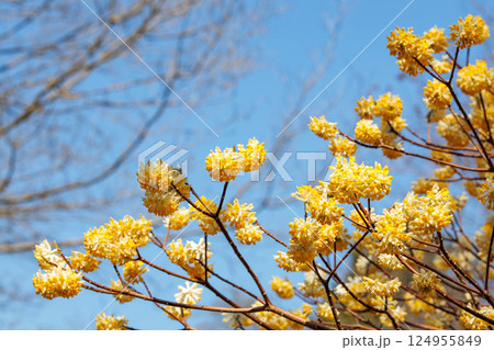 春の森に美しく咲く黄色系のミツマタの花 春の森に美しく咲く黄色系のミツマタの花 124955849