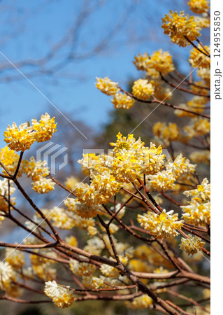 春の森に美しく咲く黄色系のミツマタの花 124955850