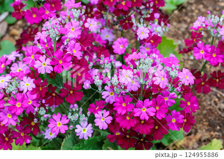 春のガーデンで咲くピンク色のサクラソウの花 124955886