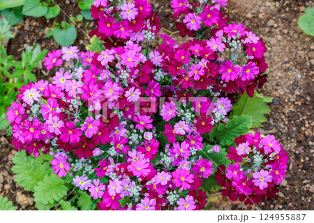 春のガーデンで咲くピンク色のサクラソウの花 春のガーデンで咲くピンク色のサクラソウの花 124955887