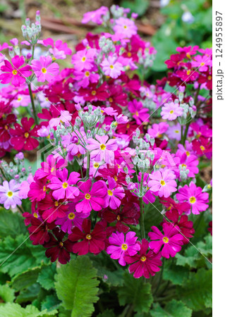 春のガーデンで咲くピンク色のサクラソウの花 124955897