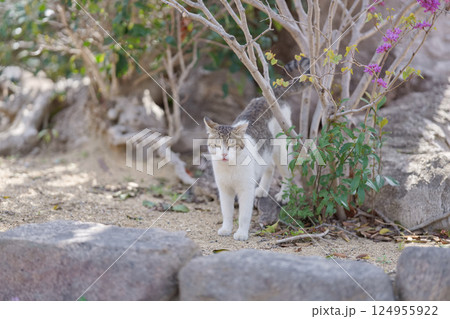春、まったりする野良猫 春、まったりする野良猫 124955922