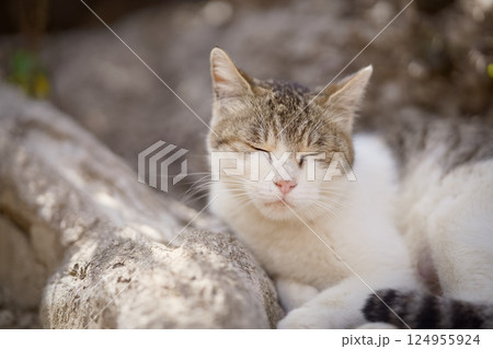 春、まったりする野良猫 124955924