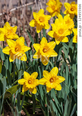 春のガーデンで美しく咲くラッパスイセンの花 春のガーデンで美しく咲くラッパスイセンの花 124955986