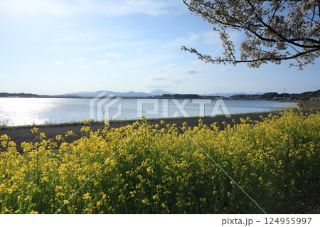 茨城県絶景霞ヶ浦と筑波山 茨城県絶景霞ヶ浦と筑波山 124955997