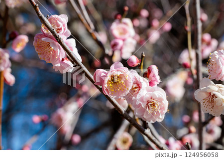 早春に咲く美しい梅の花　淡路 124956058