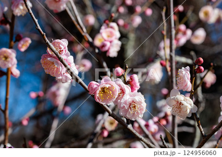 早春に咲く美しい梅の花　淡路 124956060