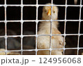 a group of chick 124956068
