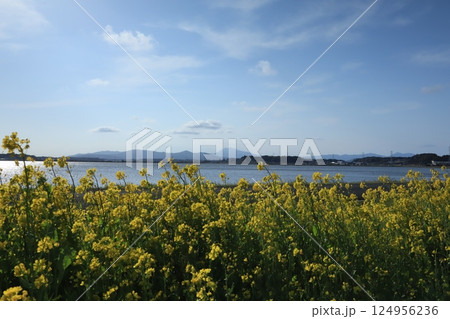 春の美しい風景筑波山と霞ヶ浦 春の美しい風景筑波山と霞ヶ浦 124956236