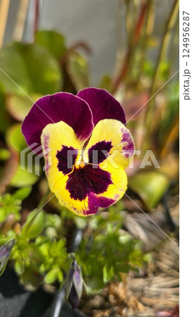 Close-up of a multicolored pansy flower with deep purple and bright yellow petals in full bloom. A popular spring garden plant, known for its cheerful face-like markings and compact growth. 124956287