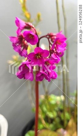 Close-up of blooming Bergenia flowers with vivid magenta petals on a tall red stem. A striking spring plant, often grown in gardens and pots for its early blooms and decorative foliage. Close-up of blooming Bergenia flowers with vivid magenta petals on a tall red stem. A striking spring plant, often grown in gardens and pots for its early blooms and decorative foliage. 124956288