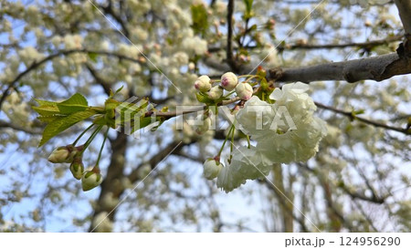 Cherry blossom branch with white flowers and pink-tipped buds against a soft-focus spring background. Captures the delicate beauty of early bloom in natural daylight. Cherry blossom branch with white flowers and pink-tipped buds against a soft-focus spring background. Captures the delicate beauty of early bloom in natural daylight. 124956290