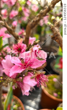 Macro photo of delicate pink blossoms on a tree branch in a plant nursery. Flowers resemble peach, cherry, almond or apricot blooms. Spring floral scene with blurred background and terracotta pots. 124956319