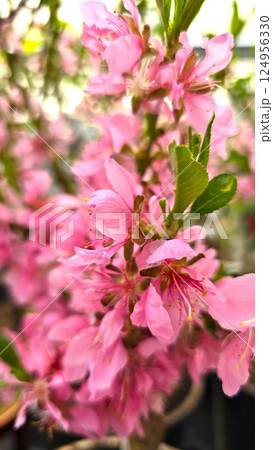 Close-up of soft pink blossoms on a tree branch with fresh green leaves. Flowers resemble cherry, almond, peach, or sakura blossoms. Floral background creates dreamy spring garden atmosphere. Close-up of soft pink blossoms on a tree branch with fresh green leaves. Flowers resemble cherry, almond, peach, or sakura blossoms. Floral background creates dreamy spring garden atmosphere. 124956330
