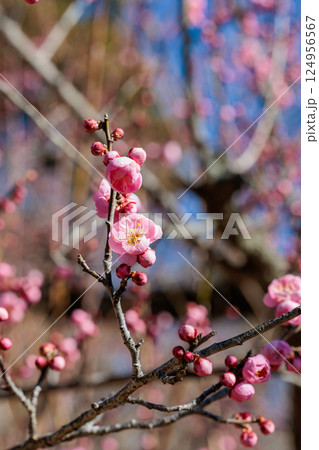 早春に咲く美しい梅の花 花香美 早春に咲く美しい梅の花 花香美 124956567