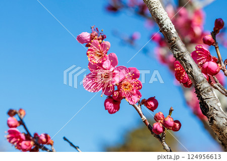 早春に咲く美しい梅の花 緋梅 早春に咲く美しい梅の花 緋梅 124956613