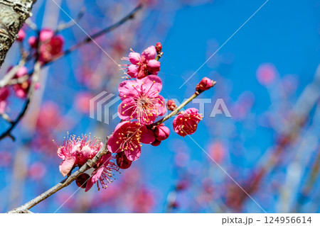 早春に咲く美しい梅の花 緋梅 早春に咲く美しい梅の花 緋梅 124956614