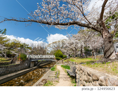 兵庫県西宮市 春の夙川公園 翠橋 124956623