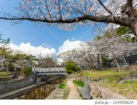 兵庫県西宮市 春の夙川公園 翠橋 124956624