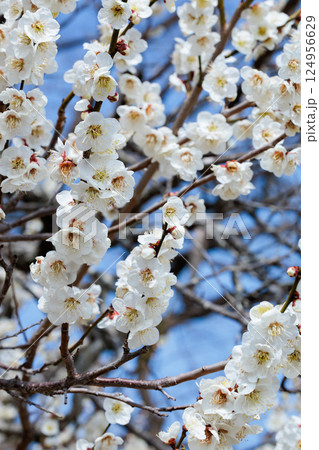 早春に咲く美しい梅の花　芳流閣 124956629