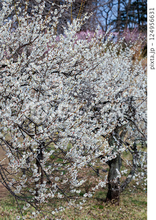 早春に咲く美しい梅の花　芳流閣 124956631