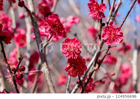 早春に咲く美しい梅の花　鹿児島紅 124956696