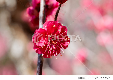 早春に咲く美しい梅の花　鹿児島紅 124956697