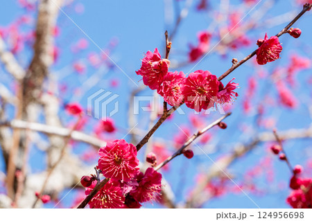 早春に咲く美しい梅の花　鹿児島紅 124956698