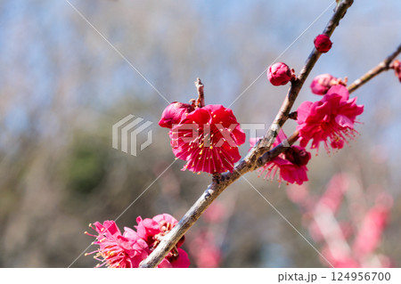 早春に咲く美しい梅の花　鹿児島紅 124956700