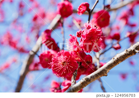 早春に咲く美しい梅の花 鹿児島紅 早春に咲く美しい梅の花 鹿児島紅 124956703