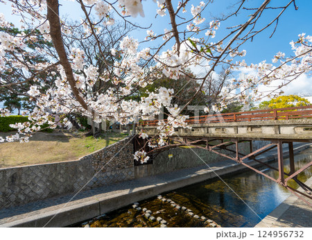 兵庫県西宮市 春の夙川公園 川添橋 124956732
