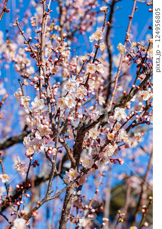 早春に咲く美しい梅の花 紅冬至 早春に咲く美しい梅の花 紅冬至 124956805