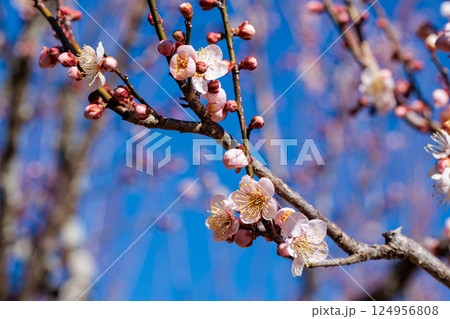 早春に咲く美しい梅の花　紅冬至 124956808