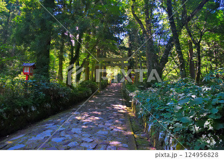 中国地方・大山隠岐国立公園・大神山神社奥宮の参道、途中に建つ鳥居・鳥取県大山町(1) 124956828