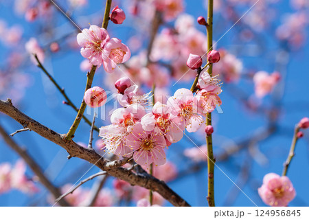 早春に咲く美しい梅の花　烈公梅 124956845