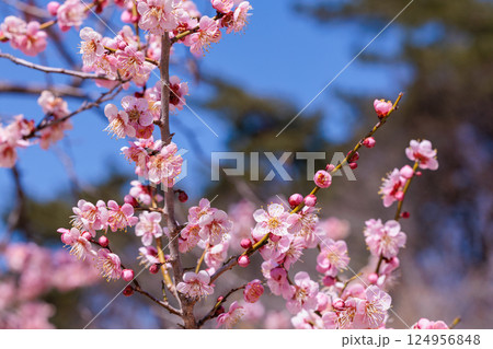 早春に咲く美しい梅の花 烈公梅 早春に咲く美しい梅の花 烈公梅 124956848