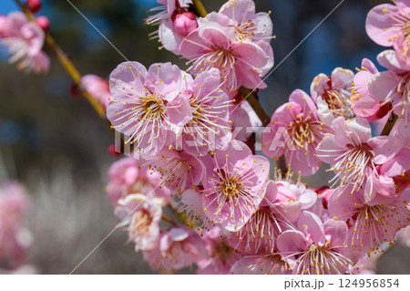 早春に咲く美しい梅の花 烈公梅 早春に咲く美しい梅の花 烈公梅 124956854