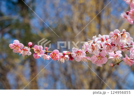 早春に咲く美しい梅の花　烈公梅 124956855