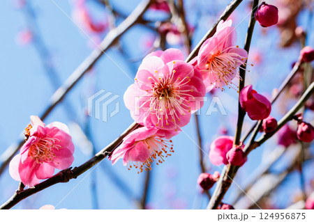 早春に咲く美しい梅の花 唐梅 早春に咲く美しい梅の花 唐梅 124956875