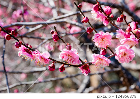 早春に咲く美しい梅の花 唐梅 早春に咲く美しい梅の花 唐梅 124956879