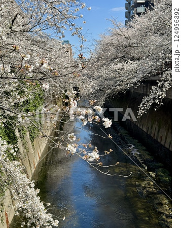 神田川の面影橋周辺の桜 124956892