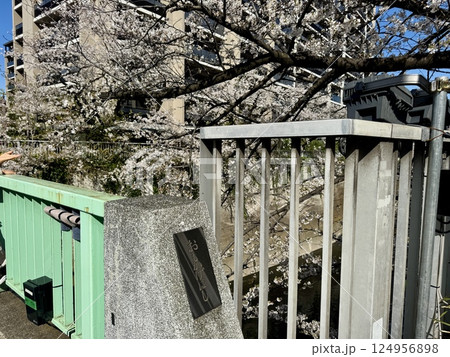神田川の面影橋周辺の桜 124956898