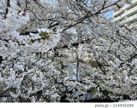 神田川の面影橋周辺の桜 124956899